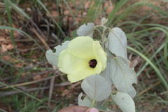 Decaschistia crotonifolia